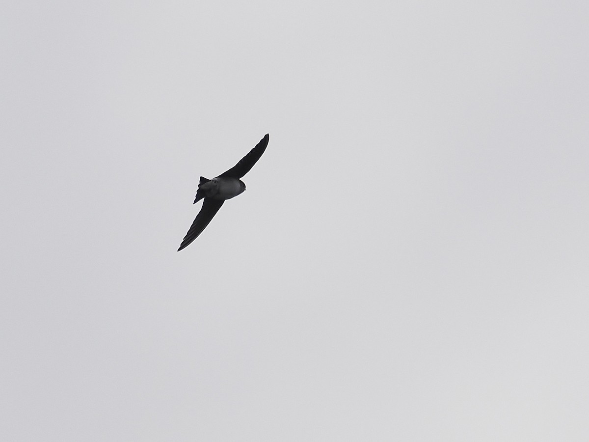 Western House-Martin - ML644804719