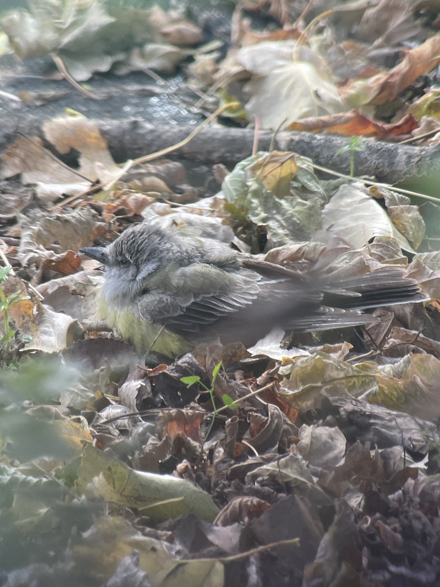 Western Kingbird - ML644804749