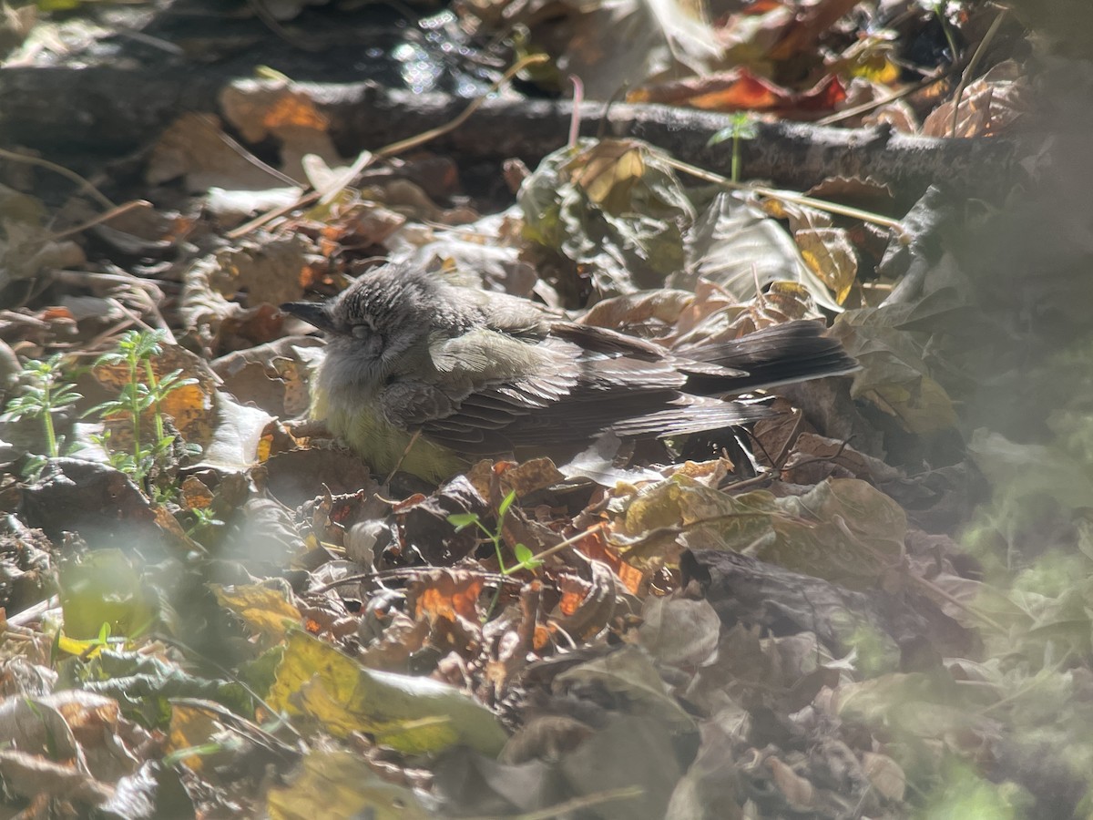 Western Kingbird - ML644804750