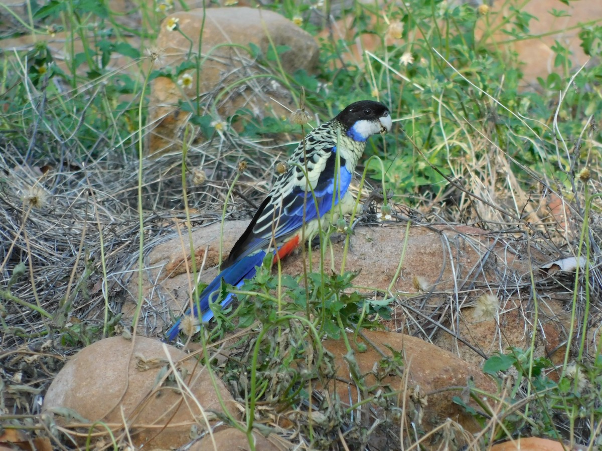 Northern Rosella - ML644804755
