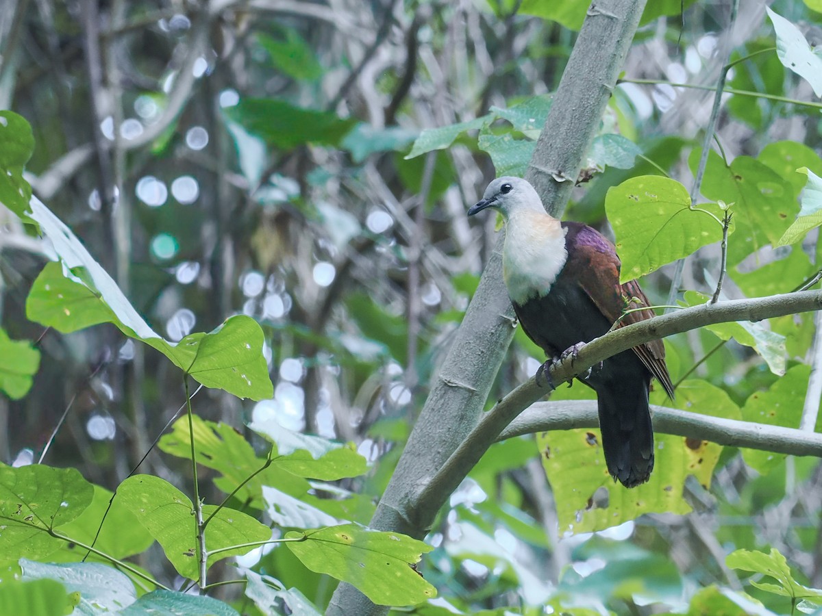 Wetar Yer Kumrusu - ML644804767