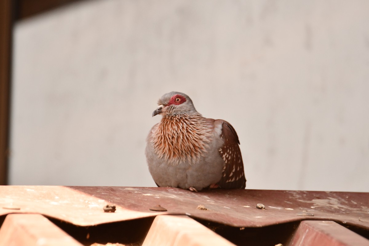 Speckled Pigeon - ML644804771