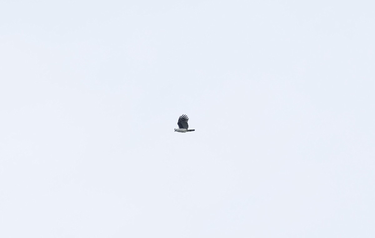 Gray-headed Kite - ML644804776