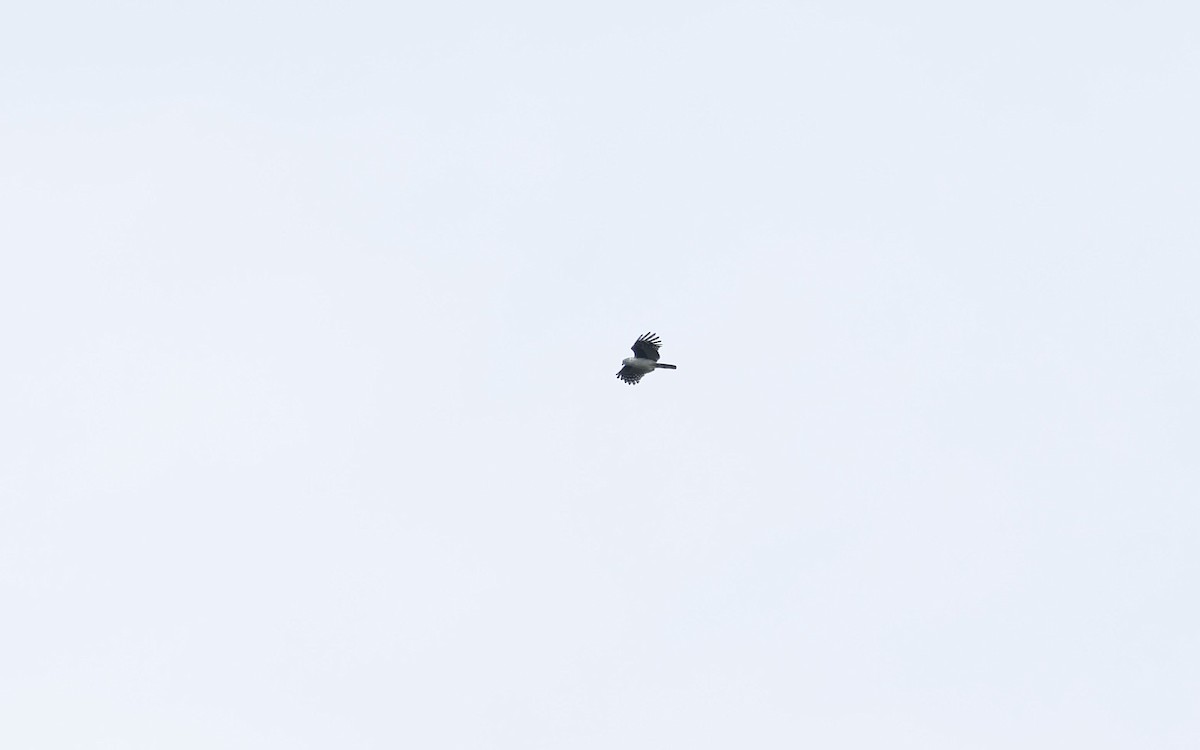 Gray-headed Kite - ML644804778