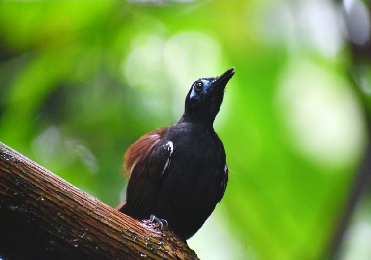 Chestnut-backed Antbird - ML644804782