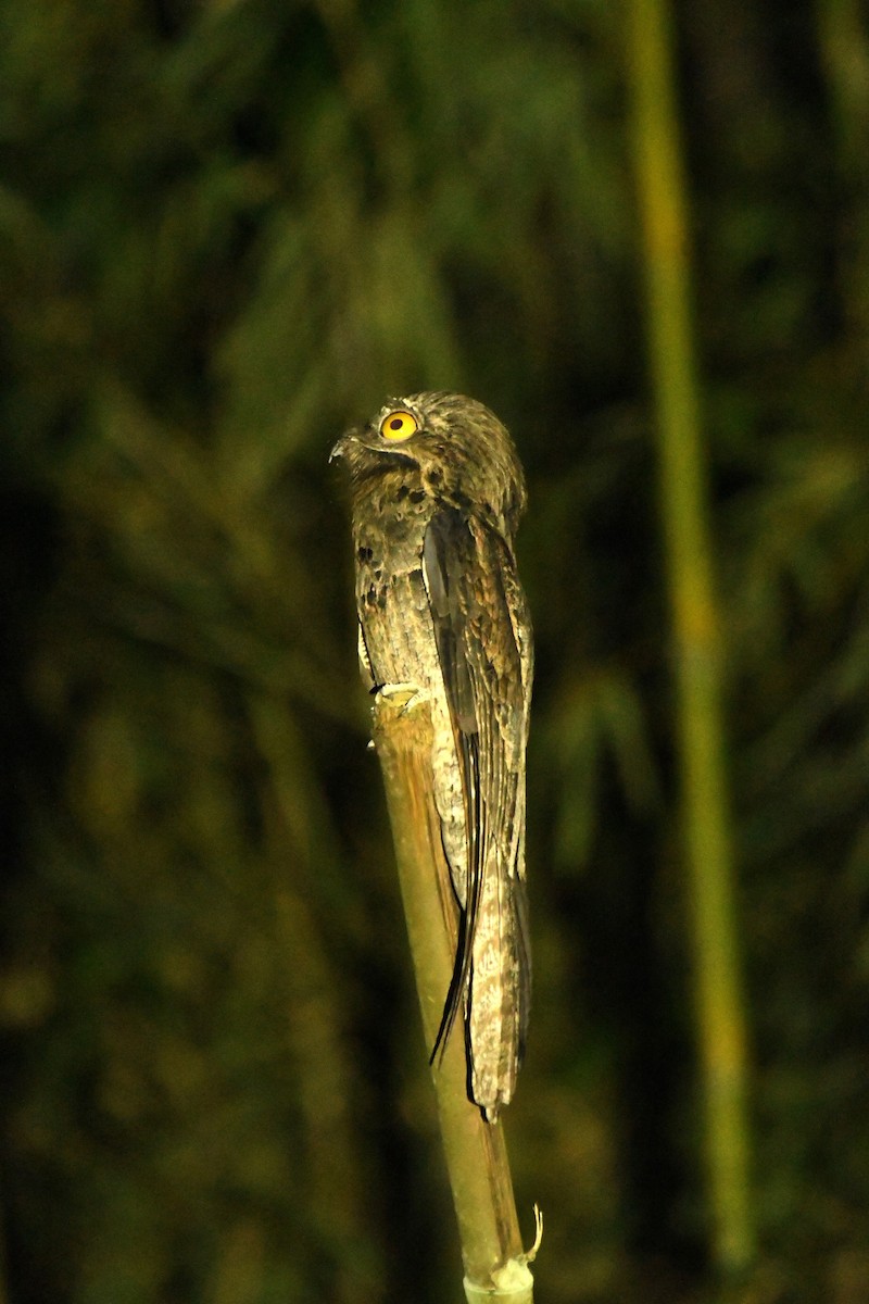 Common Potoo - ML644804786