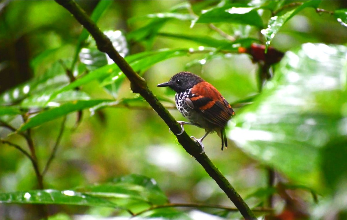 Spotted Antbird - ML644804787