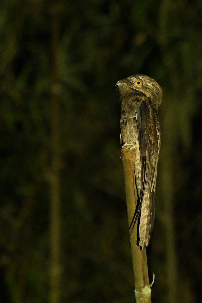 Common Potoo - ML644804788