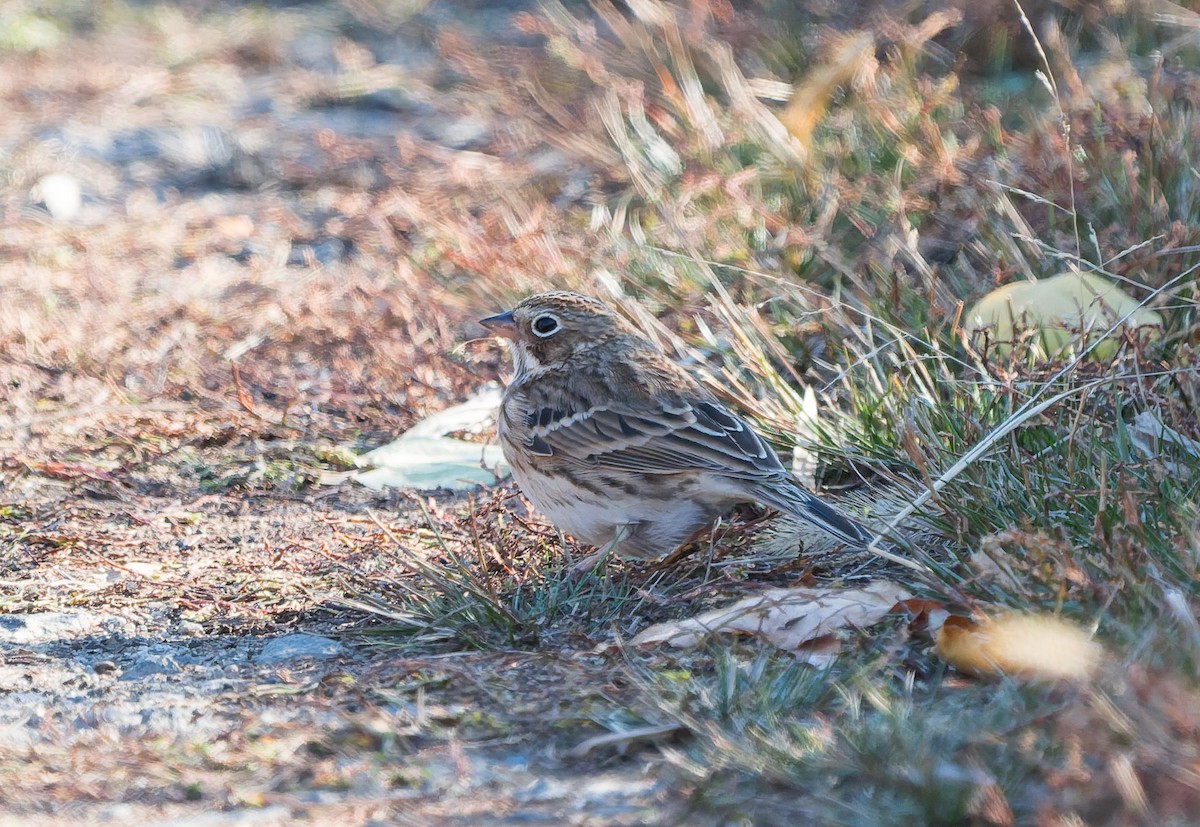 Vesper Sparrow - ML644804790