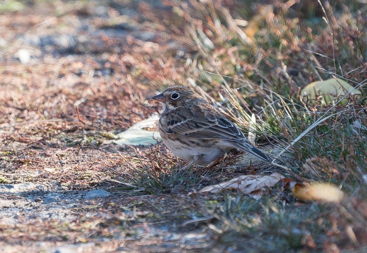 Vesper Sparrow - ML644804791