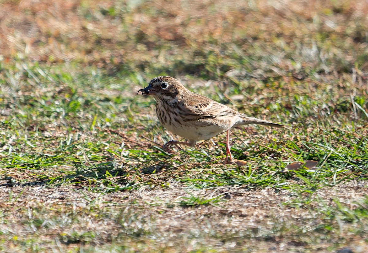 Vesper Sparrow - ML644804792