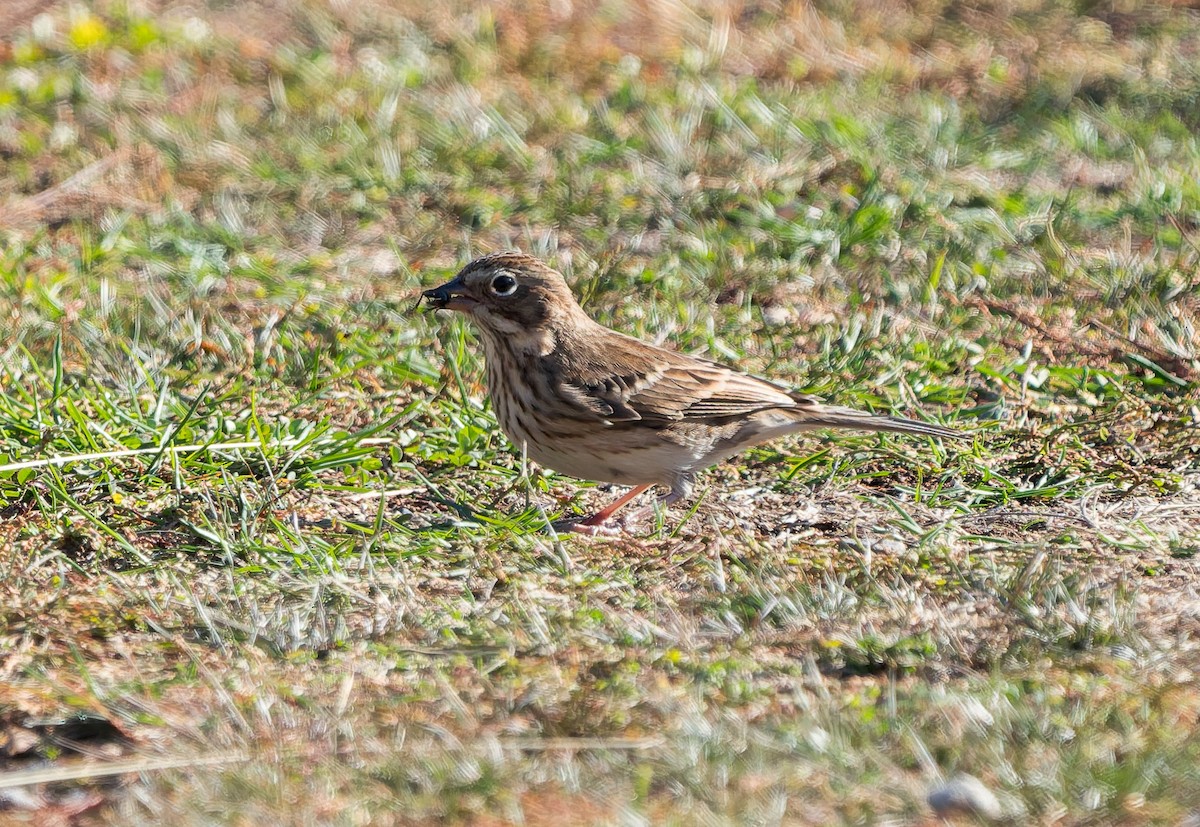 Vesper Sparrow - ML644804793
