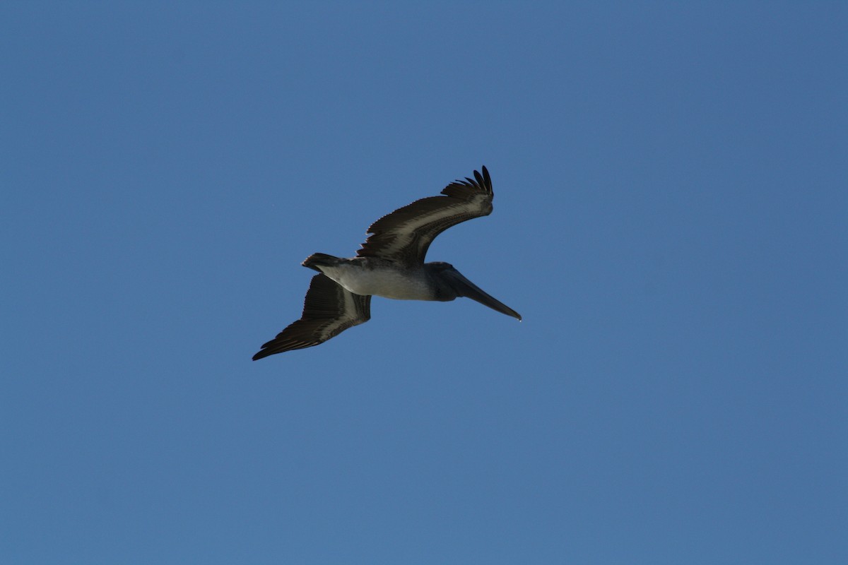 Brown Pelican - ML644804794