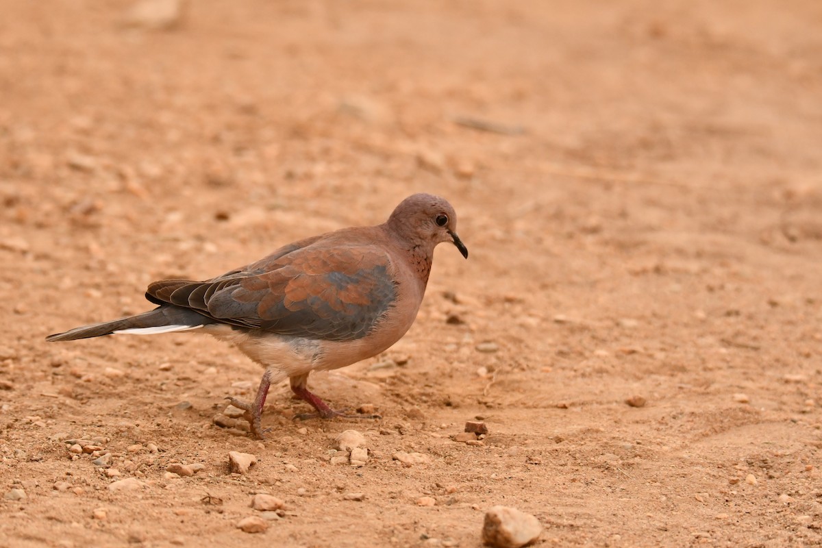 Laughing Dove - ML644804795
