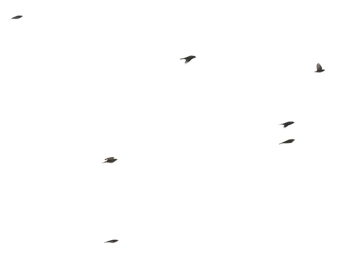 Horned Lark - ML644804796