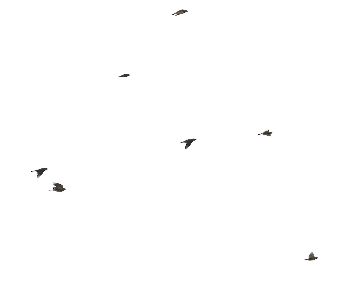 Horned Lark - ML644804797