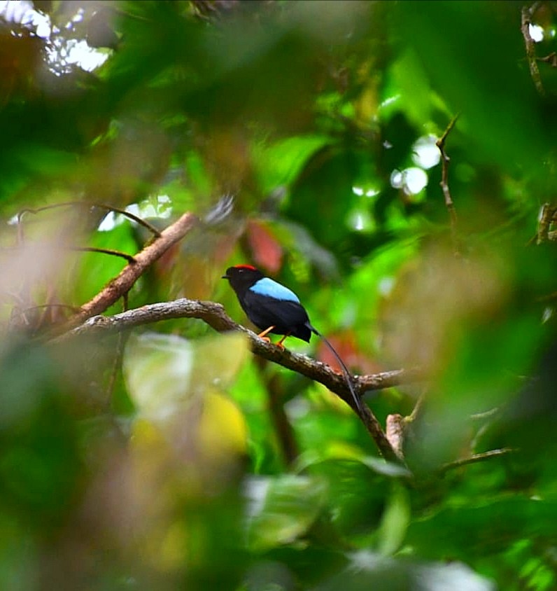 Long-tailed Manakin - ML644804802