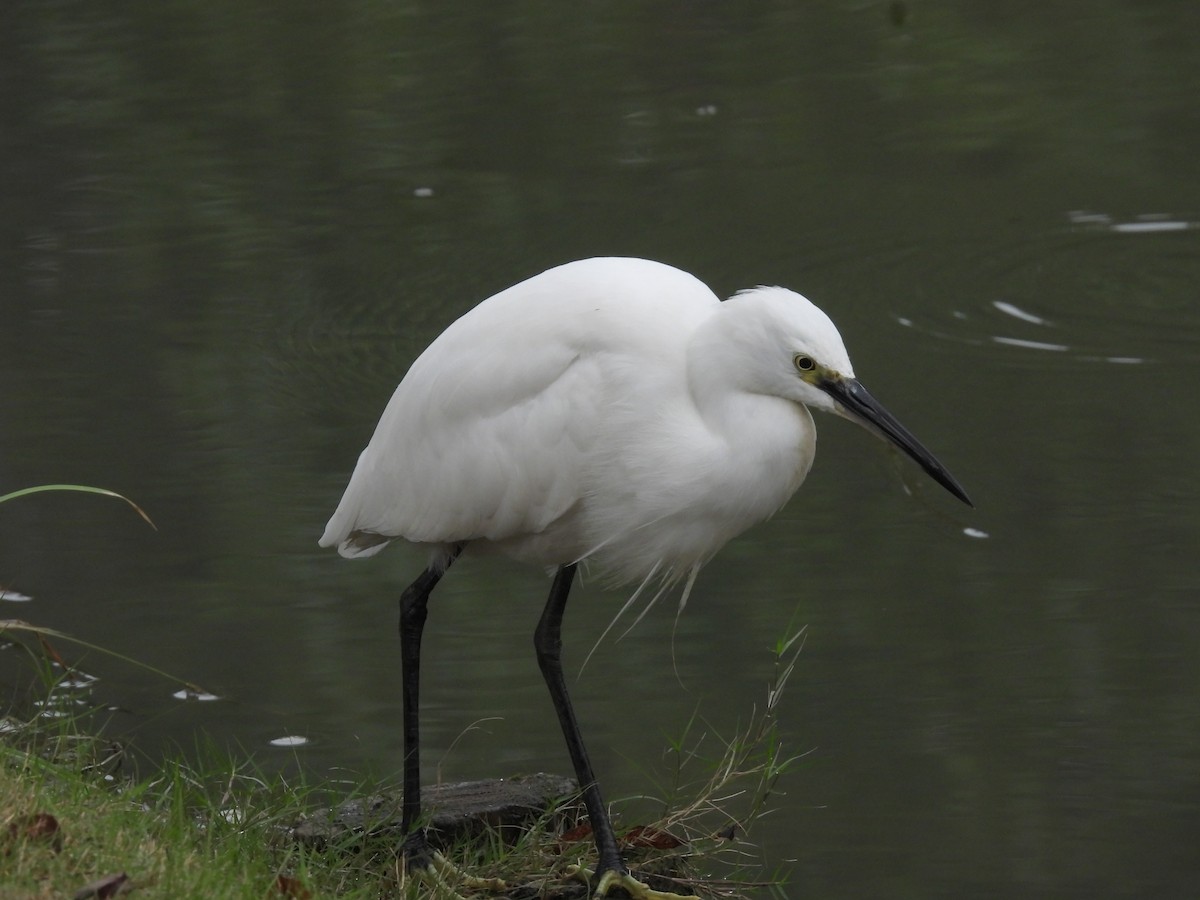 Little Egret - ML644804803