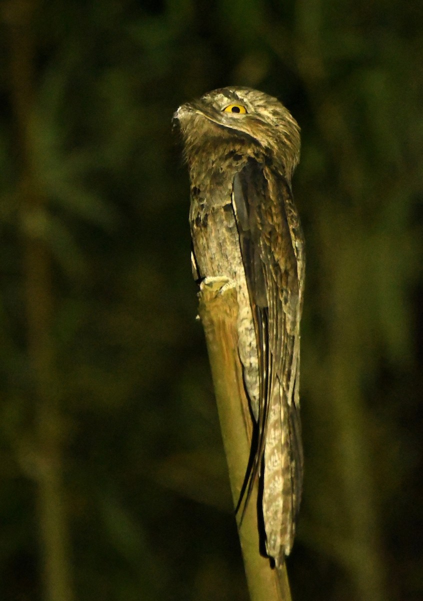 Common Potoo - ML644804804