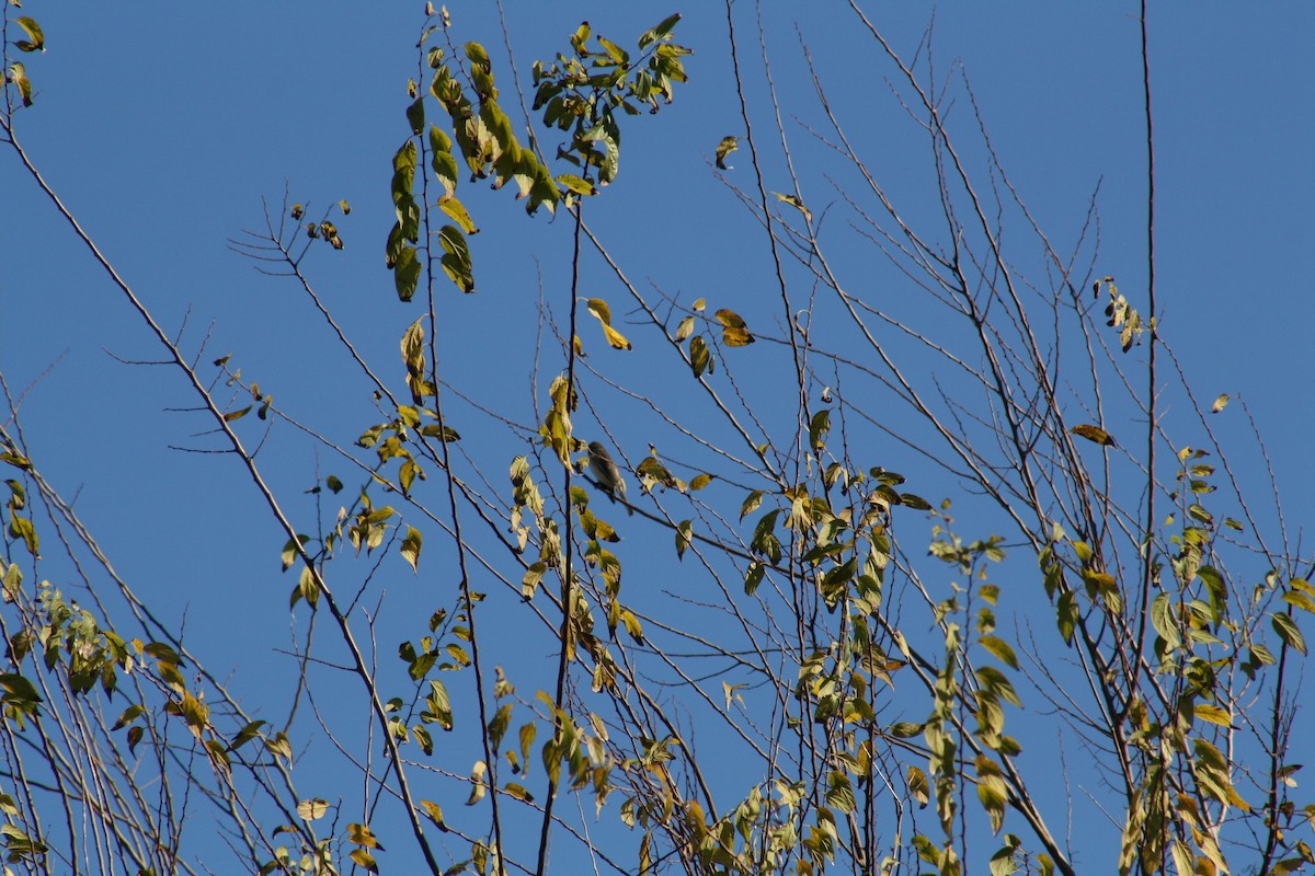 Eastern Phoebe - ML644804805