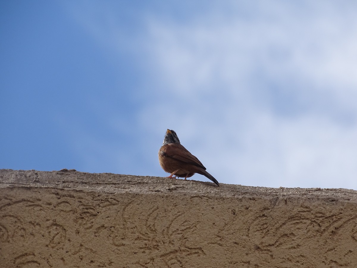 House Bunting - ML644804806