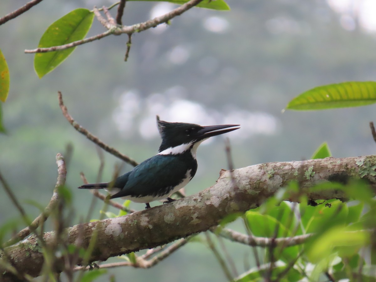 Amazon Kingfisher - ML644804807
