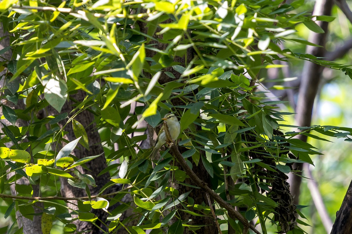 Western Crowned Warbler - ML644804813