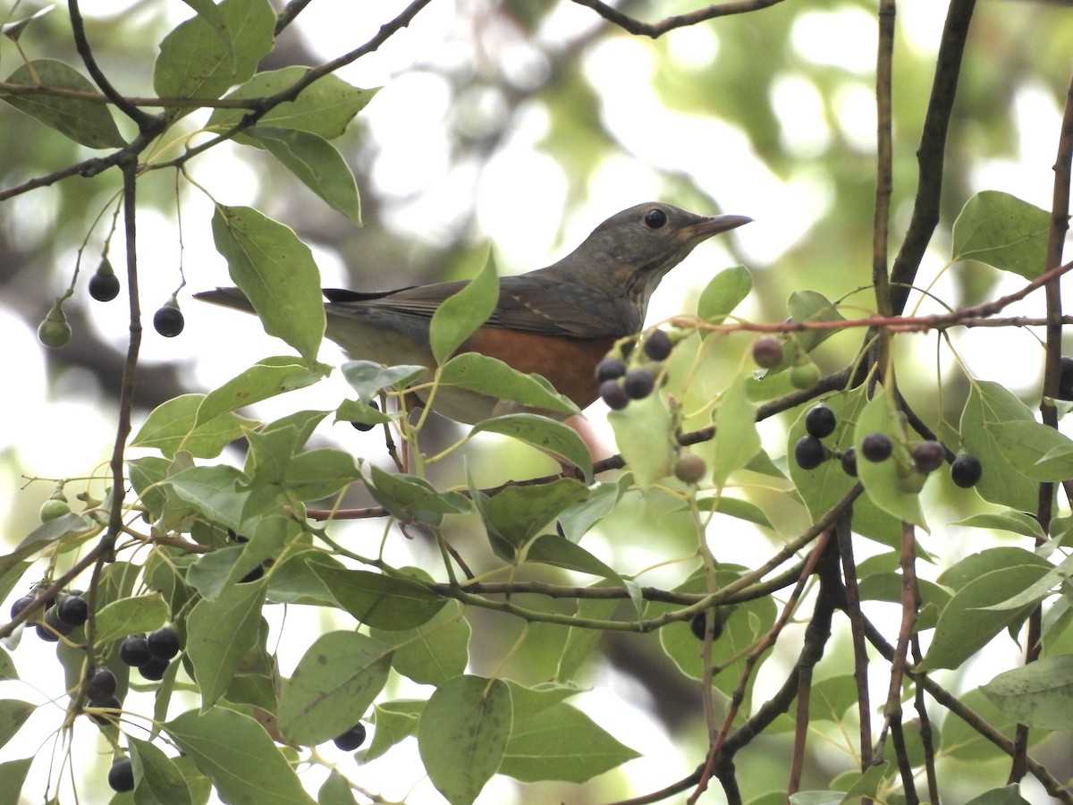 Gray-backed Thrush - ML644804814