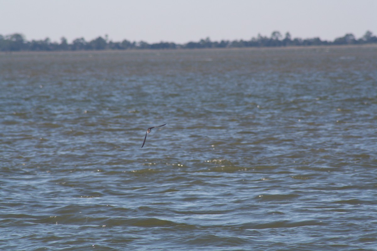 Tree Swallow - ML644804815