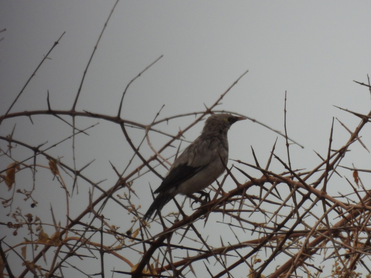 Бородатый скворец - ML644804817