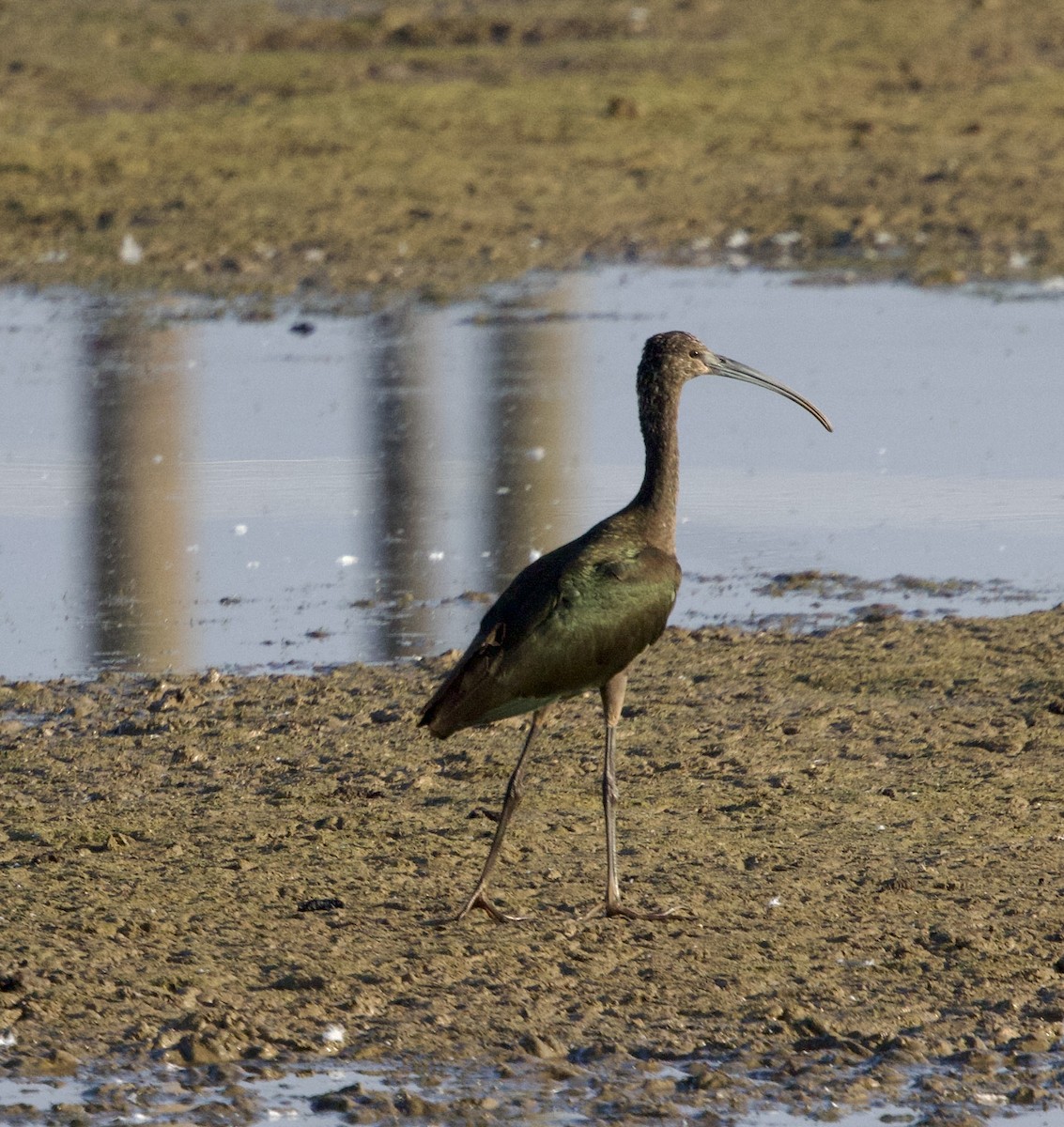 White-faced Ibis - ML644804846