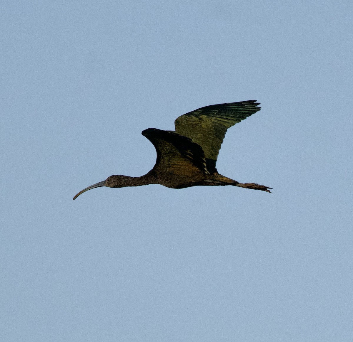 White-faced Ibis - ML644804847