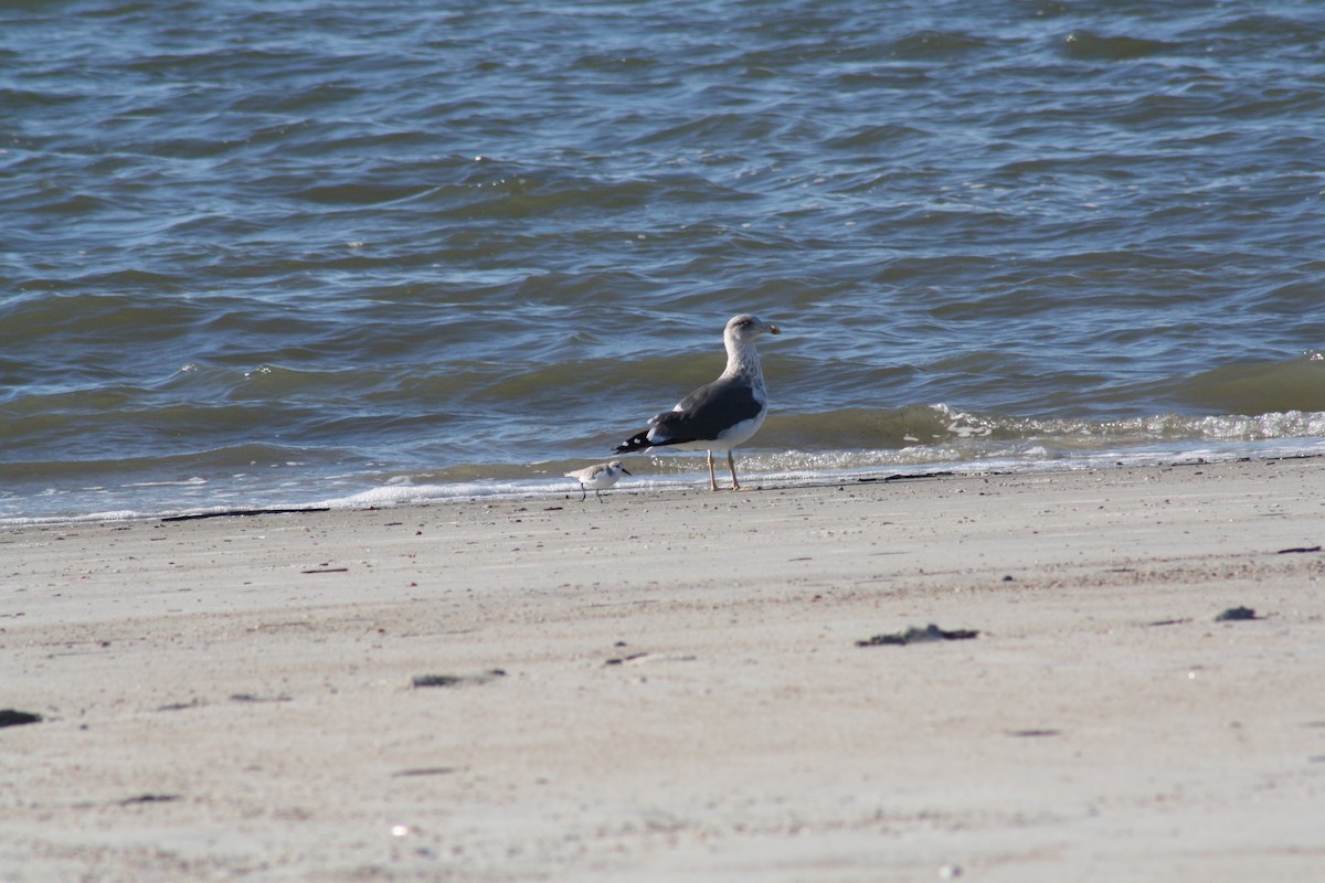 Lesser Black-backed Gull - ML644804864