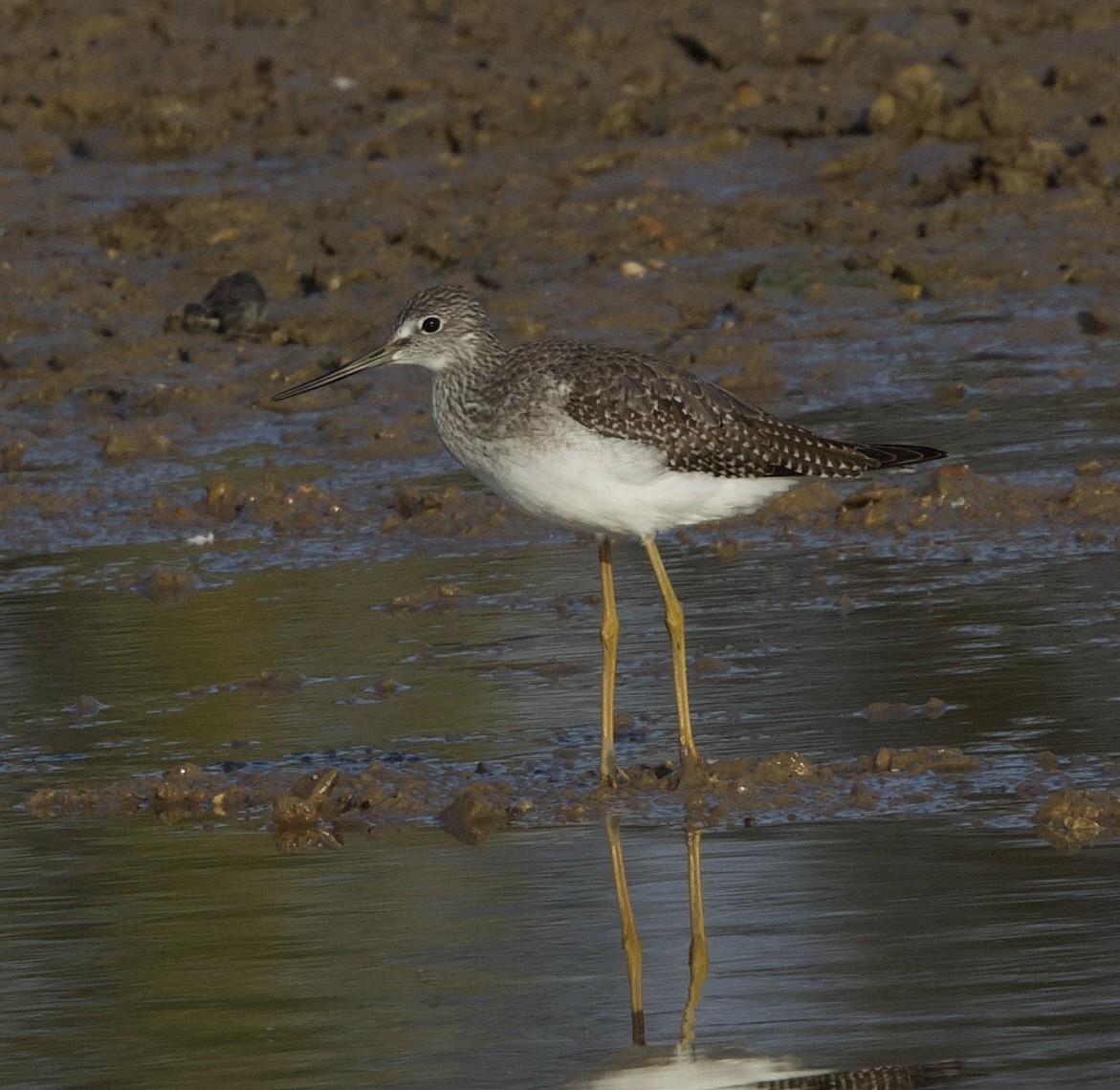 Greater Yellowlegs - ML644804867