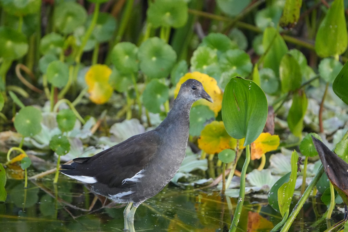 Common Gallinule - ML644804868