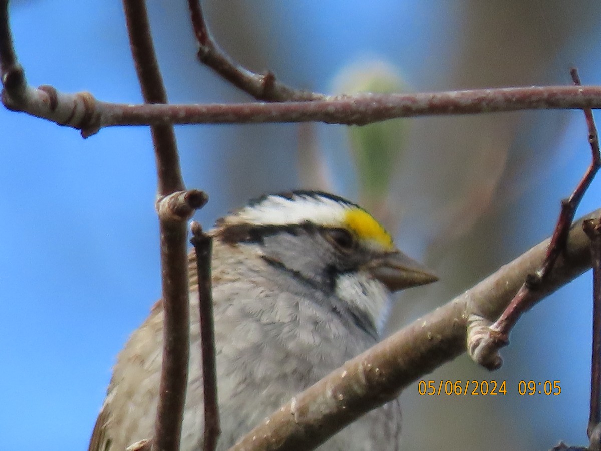 White-throated Sparrow - ML644804872
