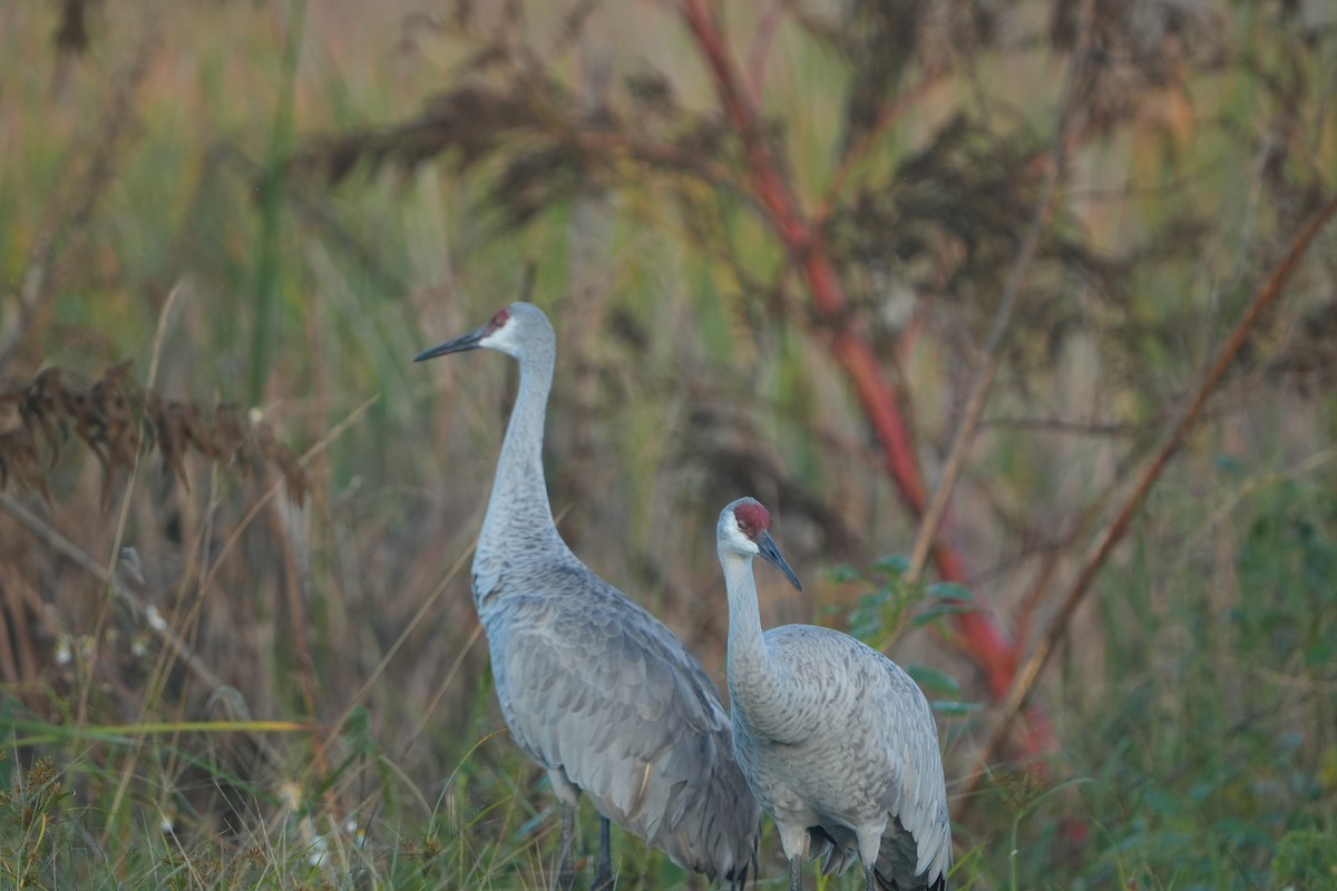Sandhill Crane - ML644804873