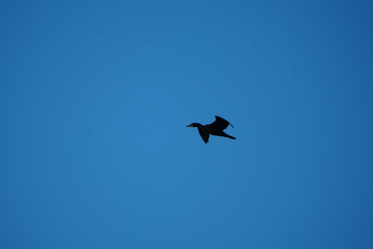 Double-crested Cormorant - ML644804888