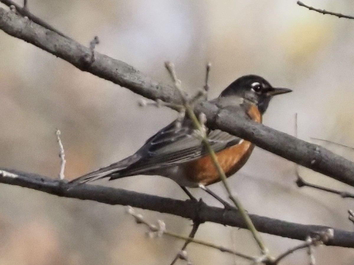 drozd stěhovavý - ML644804889