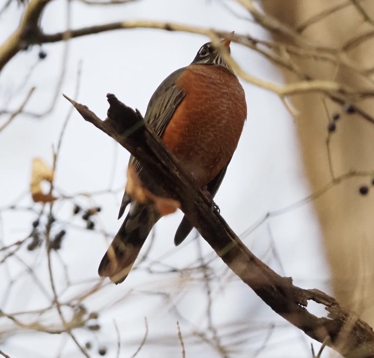 drozd stěhovavý - ML644804890