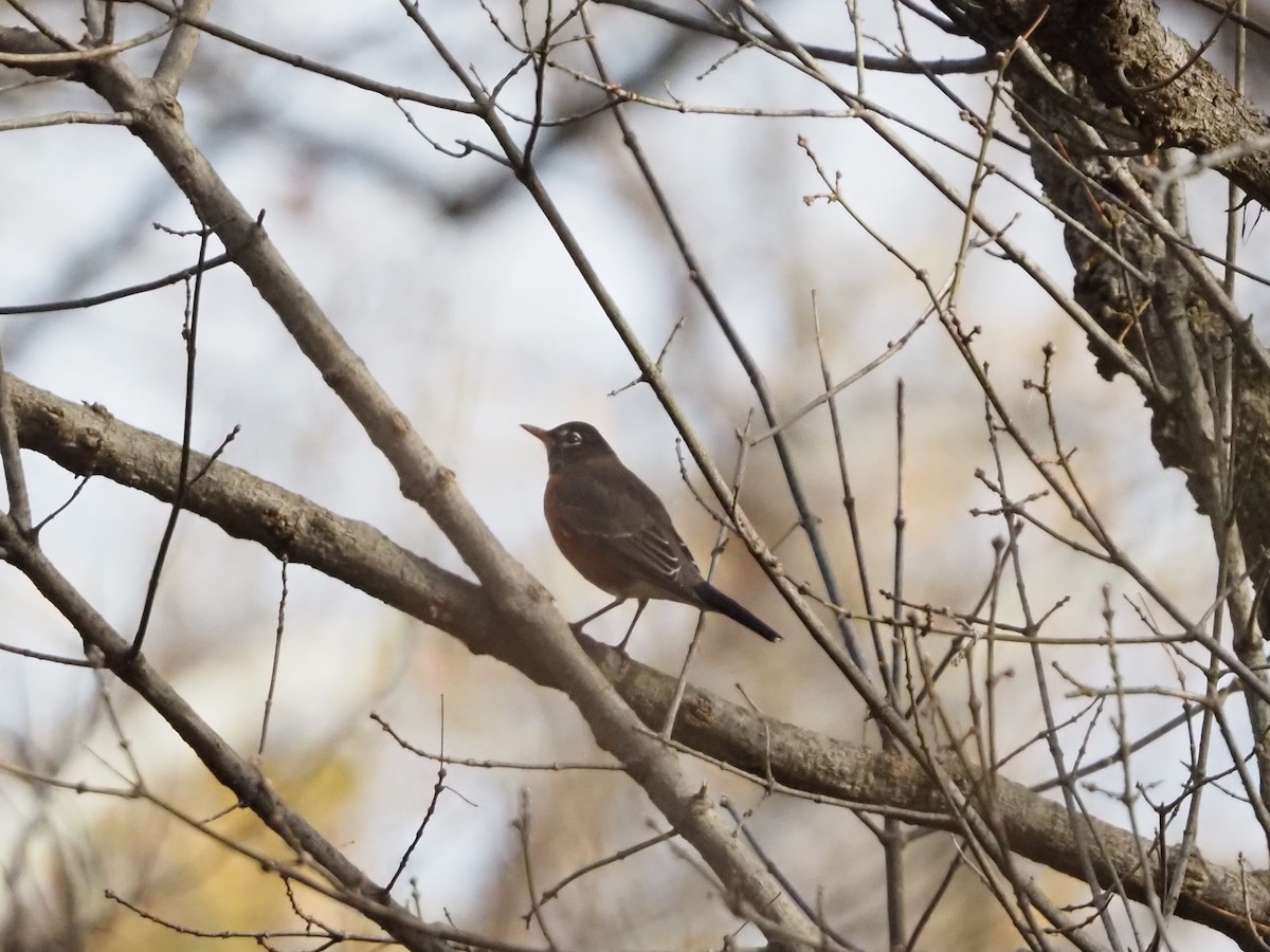 drozd stěhovavý - ML644804892