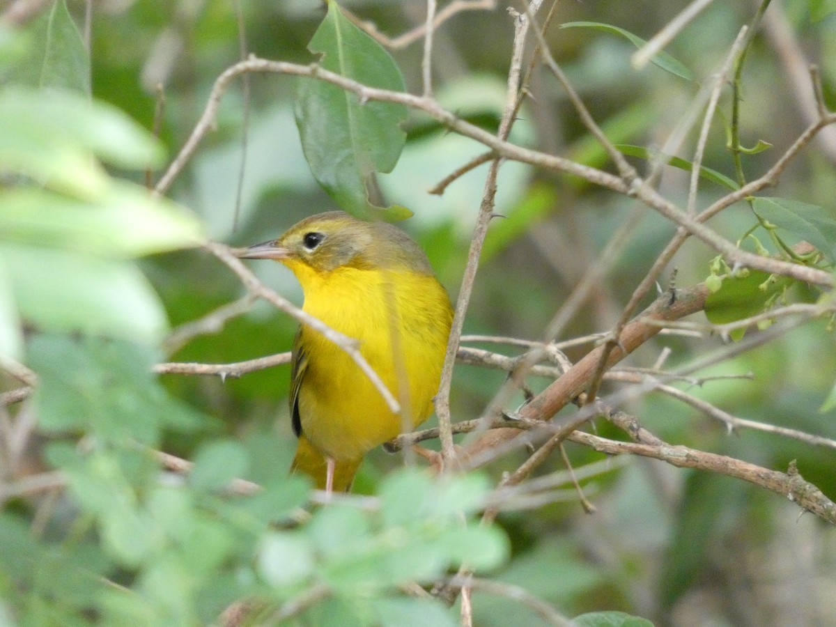 Bahama Yellowthroat - ML644804898