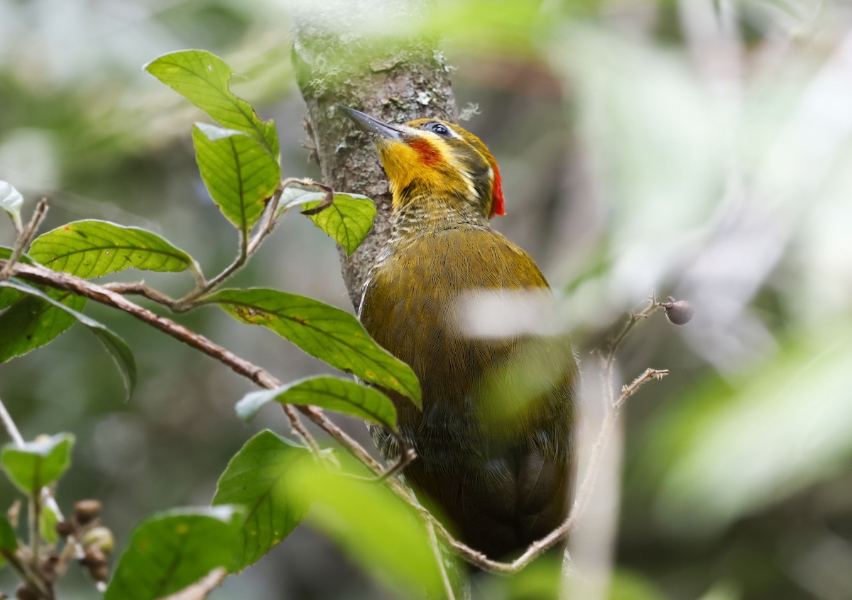 White-browed Woodpecker - ML644804900