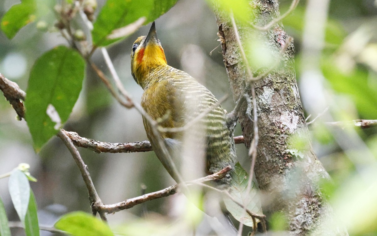 White-browed Woodpecker - ML644804901