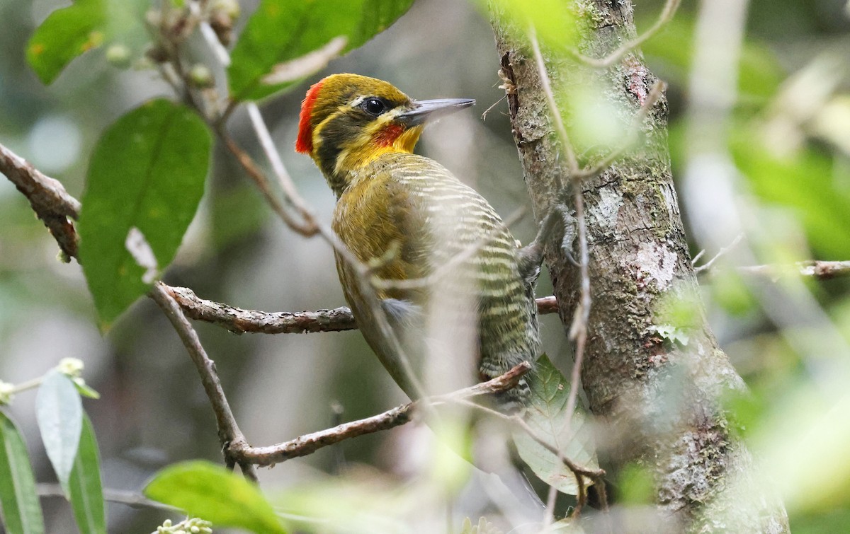 White-browed Woodpecker - ML644804902