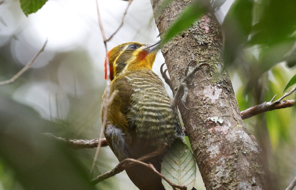 White-browed Woodpecker - ML644804903