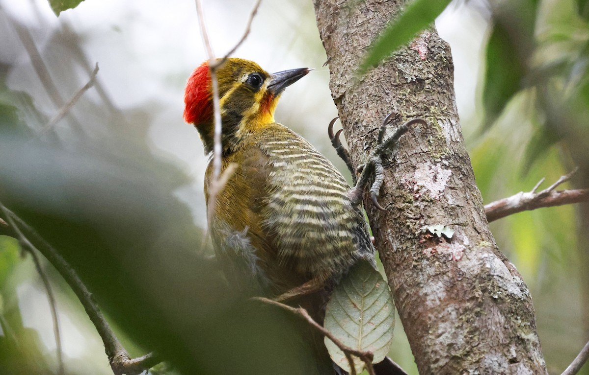 White-browed Woodpecker - ML644804904