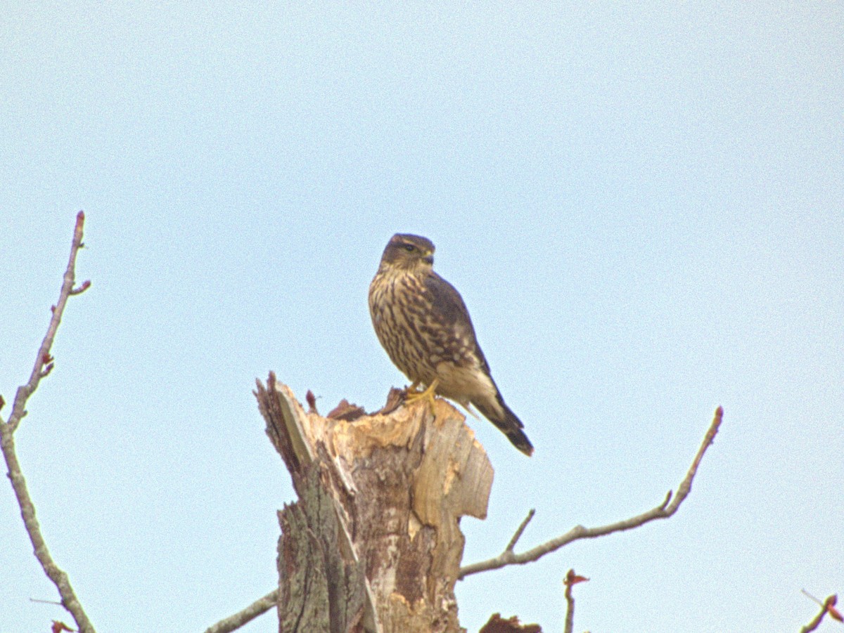 Merlin - ML644804907