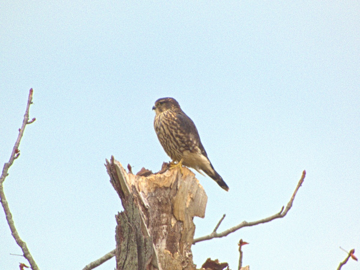 Merlin - ML644804909