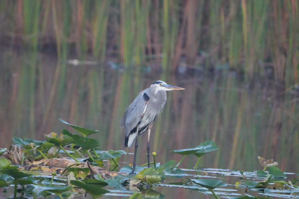 Great Blue Heron - ML644804914